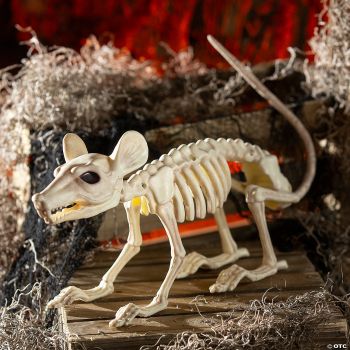 LARGE RAT SKELETON